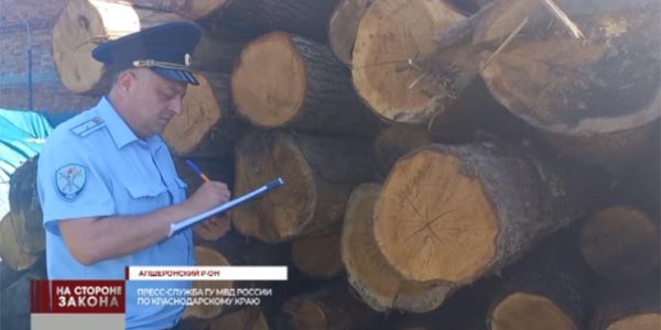 В Апшеронском районе «черный лесоруб» спилил деревья на 12 млн рублей