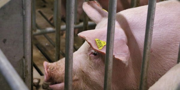 В Ейске достроили свиноводческий центр почти за 1,5 млрд рублей