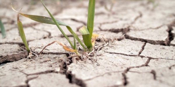 Сильная засуха повредила урожай в Динском и Крымском районах