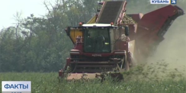 В Краснодарском крае аграрии планируют собрать 9,5 млн тонн свеклы