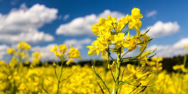 В Краснодарском крае в 2022 году собрали рекордный урожай рапса
