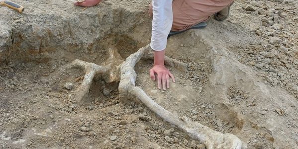 В Краснодарском крае археологи нашли останки гигантской саламандры и слона