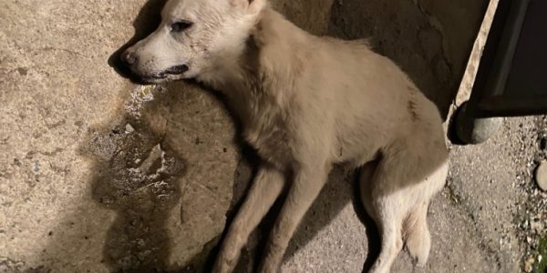 В Мостовском районе неизвестные отравили бродячих собак