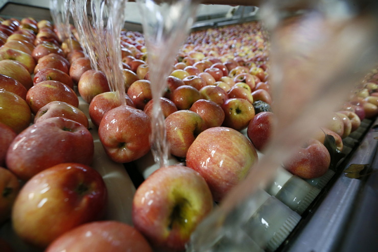 В Краснодарском крае агрофирма по нацпроекту оптимизирует процесс упаковки яблок