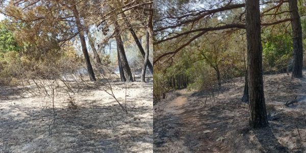 В Геленджике потушили лесной пожар возле пляжа «Сосновка»