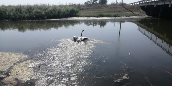 В Приморско-Ахтарске лебедя на улице спасли от смертельной опасности
