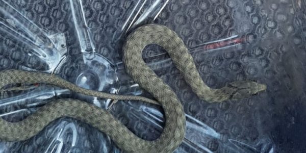 Жители Новороссийска из леса случайно принесли домой заползшую в рюкзак змею