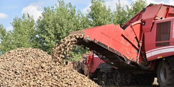 Кондратьев: первый миллион тонн сахарной свеклы собрали в Краснодарском крае