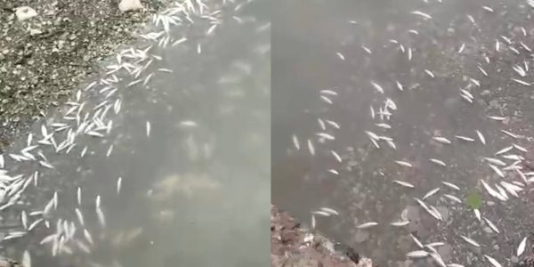 В Сочи в устье реки Псахе зафиксирован массовый мор рыбы