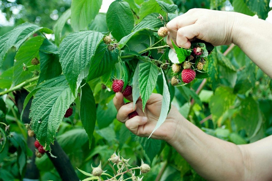 В Краснодарском крае собрали ягод на 130 тонн больше, чем в прошлом году