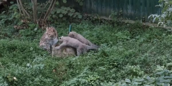 В Сочинском национальном парке двум котятам леопарда дали клички
