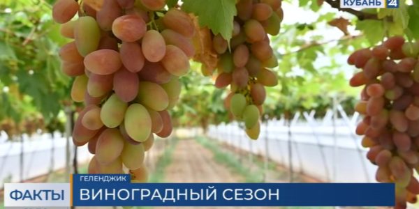 В Краснодарском крае соберут урожай винограда с 30 тыс. гектаров