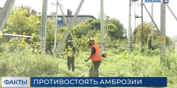 Борьба с амброзией в Краснодаре: выявили больше 100 административных нарушений