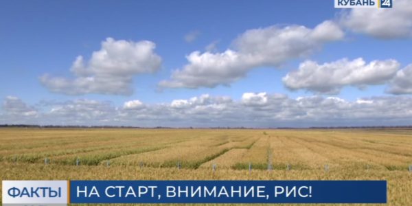 В Краснодарском крае уберут рис с 92 тыс. гектаров