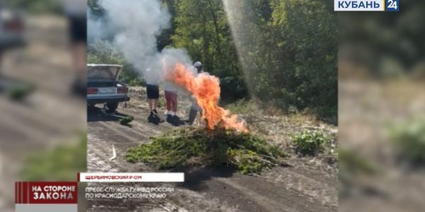 В Щербиновском районе полицейские уничтожили около 240 кустов дикой конопли