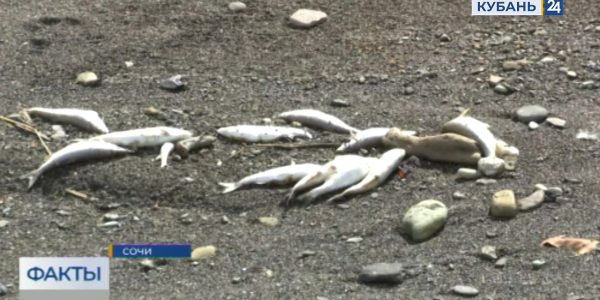 Массовый мор мальков в устье реки Псахе: причины гибели рыбы станут известны после экспертизы | Факты