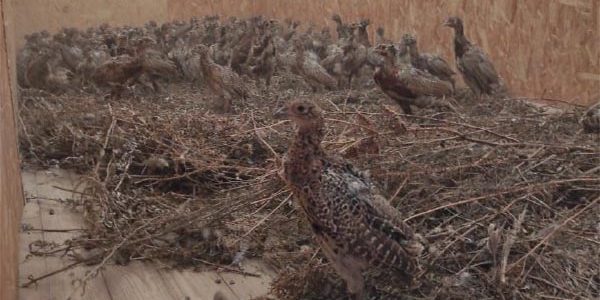 На Кубани в сентябре в естественную среду обитания выпустили 3,5 тыс. фазанов