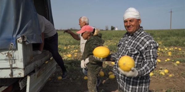 В Краснодарском крае в самом разгаре уборка арбузов и дынь