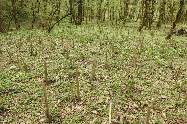 «Зеленая неделя»: в Сочи высадят более 200 саженцев самшита