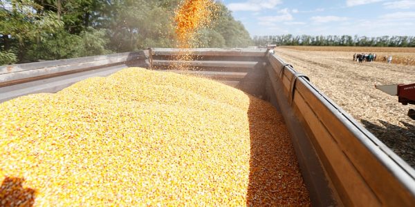 В Краснодарском крае в 2022 году планируют собрать 2,1 млн тонн кукурузы на зерно
