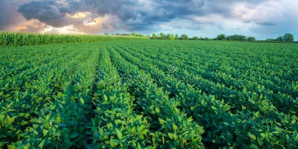 В Краснодарском крае урожайность сои выросла на 20%