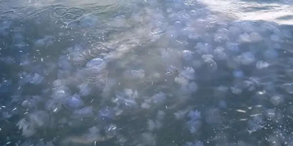 В Азовском море обнаружили гигантских медуз весом более 10 килограммов
