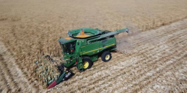 В Кореновском районе план по сбору кукурузы на зерно выполнили более чем на 50%