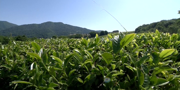 «Краснодарскому чаю» 50 лет: туристов приглашают на экскурсии на чайные плантации в Сочи