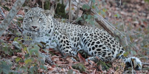 Хоста, Лео и Лаура: как живут выпущенные на волю леопарды из нацпарка Сочи