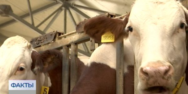 На ферме в Абинском районе коров доит роботизированная система