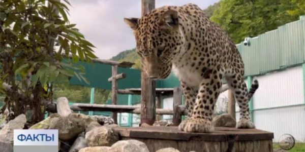 Центр восстановления леопарда на Кавказе опубликовал кадры тренировки котят