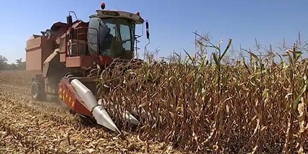 Уборка кукурузы на Кубани: какие семена отправят на экспорт
