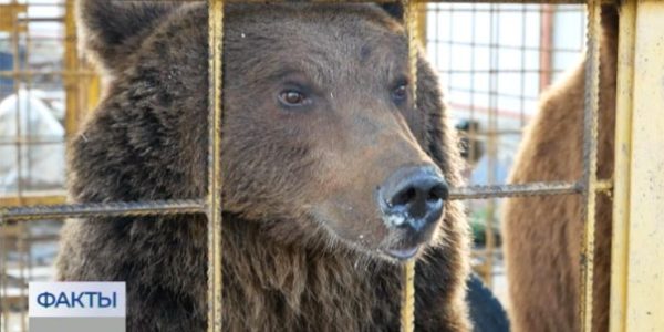 В Армавире жители возмутились соседством с медведями
