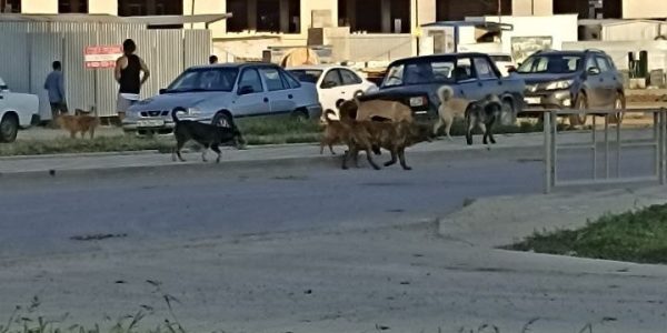 Жители Прикубанского округа Краснодара пожаловались на стаю агрессивных собак