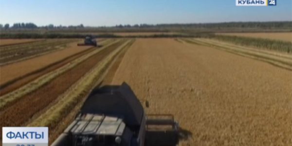 Аграрии Краснодарского края завершили уборку на 15 тыс. га рисовых полей