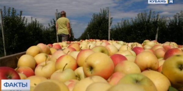 Кубанские садоводы собрали 60 тыс. тонн осенних сортов яблок