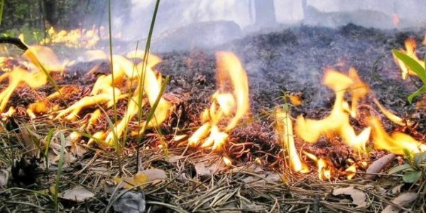 В Краснодаре продлили экстренное предупреждение о высокой пожароопасности