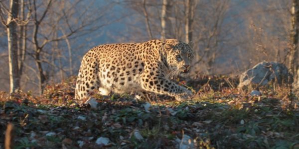 Два месяца на воле: как леопарды из нацпарка Сочи осваивают леса Осетии