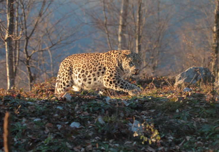 Два месяца на воле: как леопарды из нацпарка Сочи осваивают леса Осетии