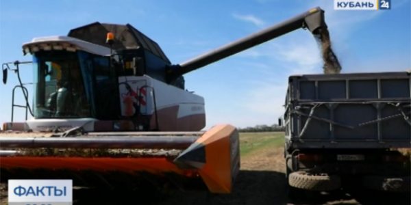 В Краснодарском крае урожай подсолнечника уберут с полей площадью 500 тыс. га