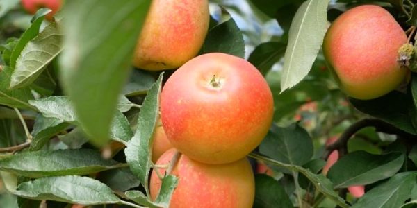 Кубанские садоводы завершают сбор осенних сортов яблок | «Факты»