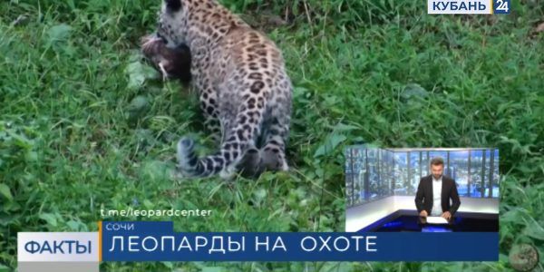 Котята из Центра восстановления леопарда на Кавказе побывали на первой охоте