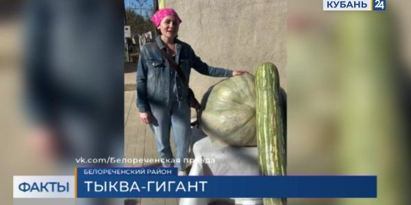 В Белореченском районе семья фермеров вырастила тыкву весом 145 кг