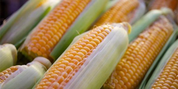 В Краснодарском крае двое мужчин украли с поля 2 тыс. початков кукурузы