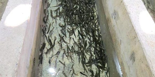 В горные реки Сочи выпустили еще 40,5 тыс. мальков черноморского лосося