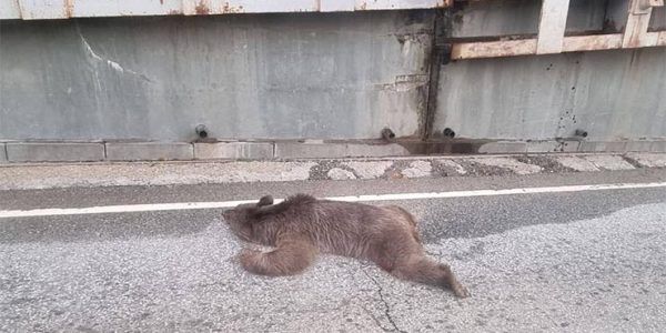 В Сочи медведица упала с подпорной стены на дорогу и погибла