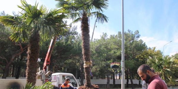 В Геленджике осенью планируют высадить 28 пальм