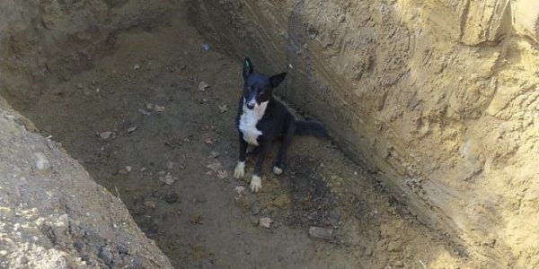 В Северском районе спасатели достали щенка, провалившегося в яму для септика