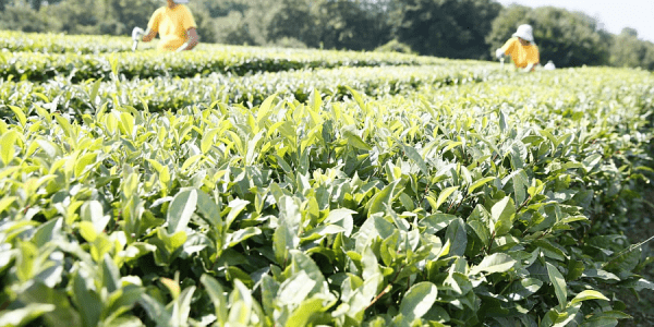 Объем производства чая в Краснодарском крае увеличился на 15%