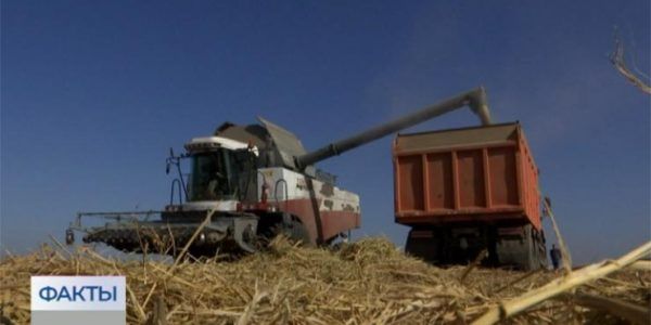 В Краснодарском крае за 2022 год планируют собрать около 650 тыс. тонн риса
